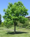Catalpa OVATA