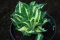 Funkia - Hosta ETERNAL FLAME