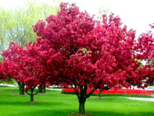 Jabłoń Rajska ROYALTY