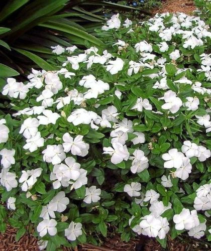 Barwinek Pospolity ALBA