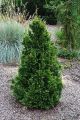Thuja CAN-CAN