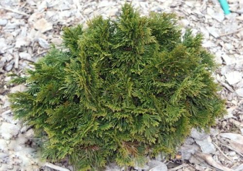 Thuja ESCHRICHT GRUNE KUGEL