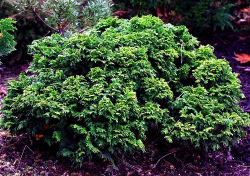 Cyprysik groszkowy PARSLORI