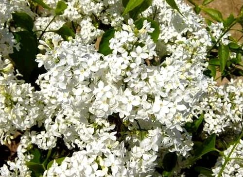 LILAK POSPOLITY MISS ELLEN WILLMOTT