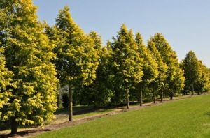 METASEKWOJA chińska w donicy GOLDRUSH ZŁOTA