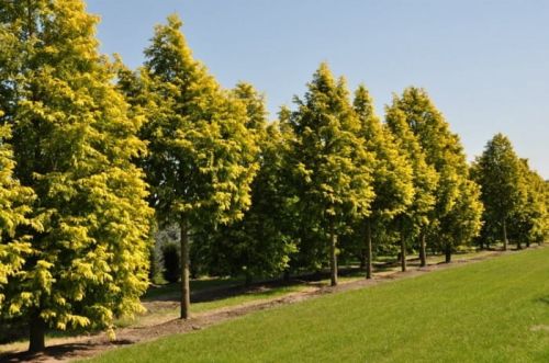 METASEKWOJA chińska w donicy GOLDRUSH ZŁOTA