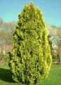THUJA EUROPE GOLD