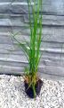 Trawa pampasowa ERIANTHUS RAVENNAE