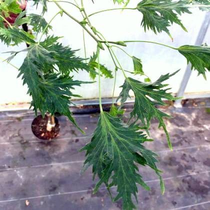 Lipa szerokolistna LACINIATA