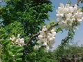 Robinia akacjowa TORTUOSA