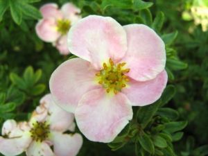 PIĘCIORNIK krzewiasty GLENROY PINKIE