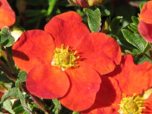 PIĘCIORNIK krzewiasty RED ACE