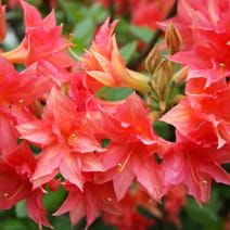 Azalia wielkokwiatowa II TASSO