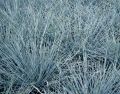 Trawa KOSTRZEWA FESTUCA EISVOGEL