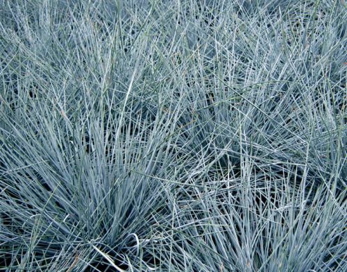 Trawa KOSTRZEWA FESTUCA EISVOGEL