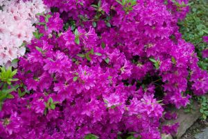 Azalia japońska BLAUE DONAU