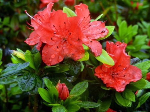 Azalia japońska GEISHA FUMIKO