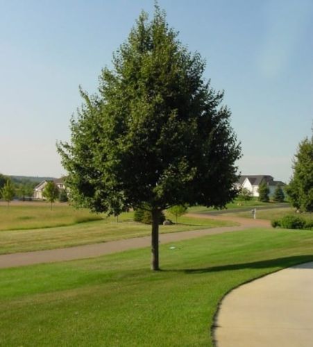 Lipa drobnolistna GREENSPIRE