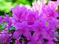 Azalia japońska ORLICE