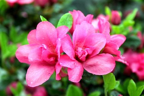 Azalia japońska ROKOKO