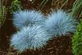 Trawa kostrzewa ELIJAH BLUE
