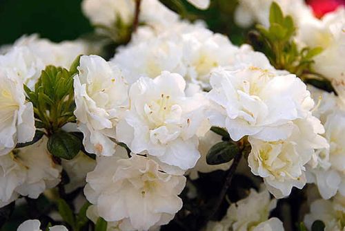 Azalia japońska SCHNEEPERLE HACHSCHNEE