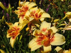 Liliowiec Ogrodowy DOUBLE HAPPINESS