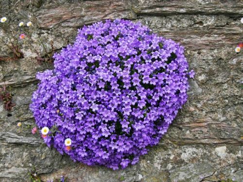 Dzwonek Dalmatyńśki CLOCK WISE DEEP BLUE