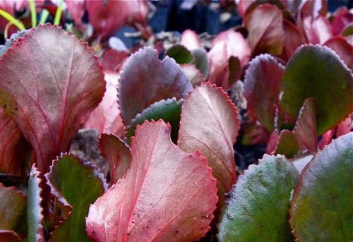 Bergenia Sercowata WINTERGLUT