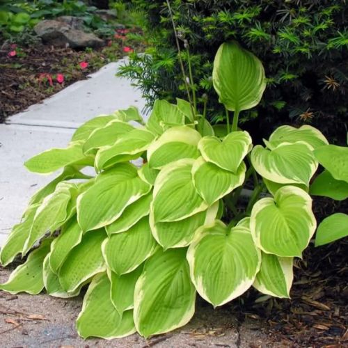Funkia - HOSTA AMERICAN DREAM