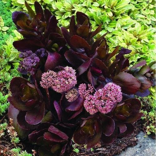 Rozchodnik wielki CHOCOLATE DROP