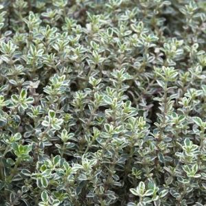 MACIERZANKA Cytrynowa SILVER QUEEN