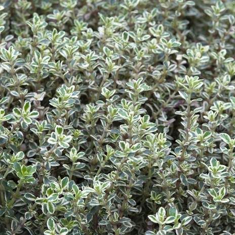 MACIERZANKA Cytrynowa SILVER QUEEN