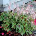 Tiarella SUGAR AND SPICE