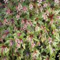 Tiarella SUGAR AND SPICE
