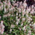 Tiarella SUGAR AND SPICE