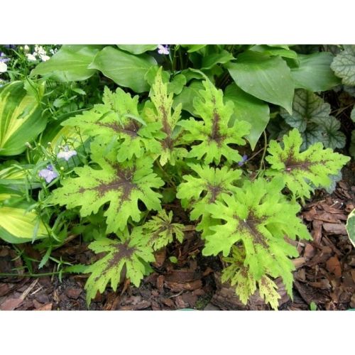 Tiarella SERCOLISTNA TIMBUKTU