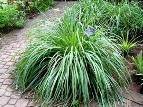 Trawa Żubrówka TURÓWKA WONNA