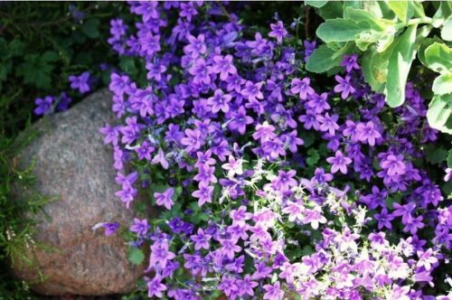 ŻAGWIN ogrodowy VIOLET WITH EYE