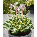 Funkia - Hosta ETERNAL FLAME