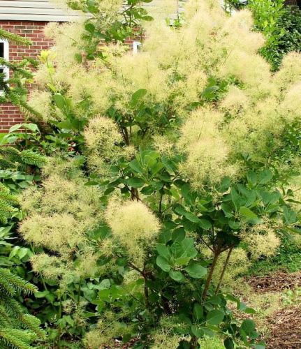Perukowiec YOUNG LADY