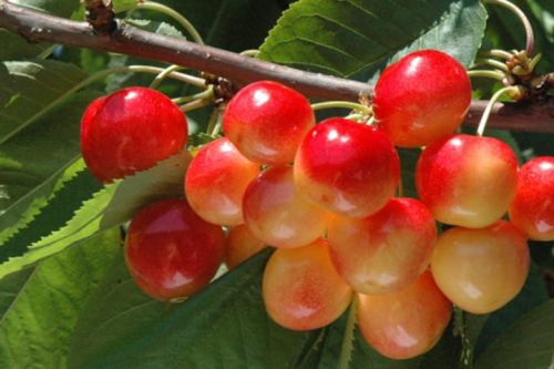 Czereśnia VEGA – karłowa