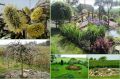 Wierzba IWA - Pendula