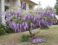 Wisteria Lavender Lace