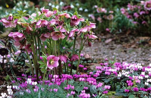 Ciemiernik Wschodni NEW HYBRIDS