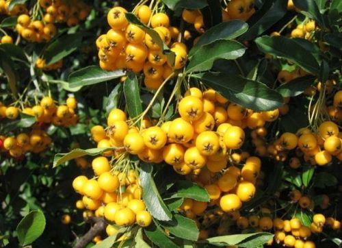 Jarzębina żółta FASTIGIATA