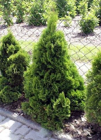 Thuja karłowa MIKY