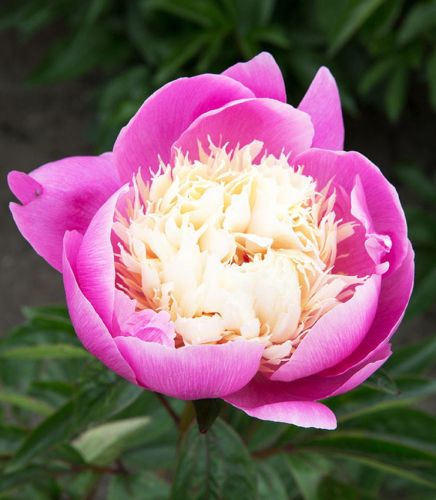 Piwonia BOWL OF BEAUTY