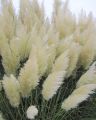 Trawa pampasowa WHITE PLUME