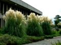 Trawa pampasowa WHITE PLUME
